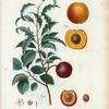 Fig. 1. Abricotier noir à feuilles de Pêcher. Fig. 2. Abricot de Hollande. [Inside part of apricot. Apricot from Holland]