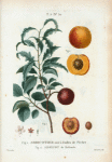 Fig. 1. Abricotier noir à feuilles de Pêcher. Fig. 2. Abricot de Hollande. [Inside part of apricot. Apricot from Holland]