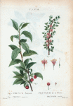 Fig. 1. Prunus sinensis = Prunier de la Chine. Fig. 2. Prunus prostrata = Prunier couchê. [Bush cherry - Common cherry]