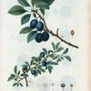 Fig. 1. Prunus spinosa = Prunier êpineux. Fig. 2. Prunier de Saint-Julien. [Blackthorn]