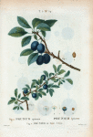 Fig. 1. Prunus spinosa = Prunier êpineux. Fig. 2. Prunier de Saint-Julien. [Blackthorn]