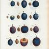 Prunus domestica = Prunier domestique. [Common plum, Garden plum, Bullace plum]