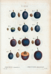 Prunus domestica = Prunier domestique. [Common plum, Garden plum, Bullace plum]