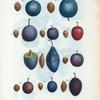 Prunus domestica = Prunier domestique. [More varities of Common plum, Garden plum, Bullace plum]