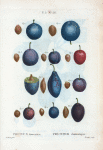 Prunus domestica = Prunier domestique. [More varities of Common plum, Garden plum, Bullace plum]
