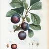 Fig. 1. Prunus Myrobalana = Prunier de Myrobolan. Fig. 2. Prunier de Reme-Claude violette. [Myrobalan plum]