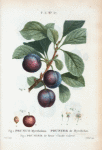 Fig. 1. Prunus Myrobalana = Prunier de Myrobolan. Fig. 2. Prunier de Reme-Claude violette. [Myrobalan plum]