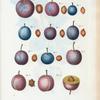 Prunus domestica = Prunier domestique. [Dumson plum]