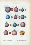 Prunus domestica = Prunier domestique. [Dumson plum]