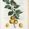 Prunus Brigantiaca = Prunier de Briançon.
