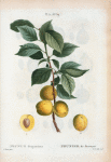 Prunus Brigantiaca = Prunier de Briançon.