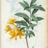 Azalea Pontica = Azalée Pontique. [Also called Rhododendron flavum]