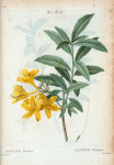 Azalea Pontica = Azalée Pontique. [Also called Rhododendron flavum]