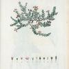 Loiseleuria procumbens = Loiseleurie couchêe. [Trailing azalea]