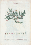 Loiseleuria procumbens = Loiseleurie couchêe. [Trailing azalea]