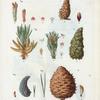 Fig. 1. Pinus rubra (Pin rouge). Fig. 2. Pinus Laricio (Pin Laricio). Fig. 3. Pinus Banksiana (Pin de Banks)... Fig. 4. Pinus pungens (Pin piquant). [Red pine - Called also silano Pine or Pine of Calabria - Jack pine - Mountain pine]