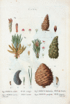 Fig. 1. Pinus rubra (Pin rouge). Fig. 2. Pinus Laricio (Pin Laricio). Fig. 3. Pinus Banksiana (Pin de Banks)... Fig. 4. Pinus pungens (Pin piquant). [Red pine - Called also silano Pine or Pine of Calabria - Jack pine - Mountain pine]