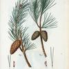 Fig. 1. Pinus inops = Pin chetif. Fig. 2. Pinus variabilis = Pin variable. [Shrub pine - Long-leaved pine, yellow pine, red pine, and pitch pine]