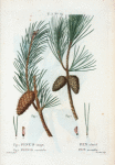 Fig. 1. Pinus inops = Pin chetif. Fig. 2. Pinus variabilis = Pin variable. [Shrub pine - Long-leaved pine, yellow pine, red pine, and pitch pine]