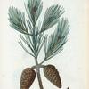 Pinus halepensis = Pin d'Alep. [Aleppo Pine]