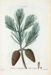 Pinus halepensis = Pin d'Alep. [Aleppo Pine]