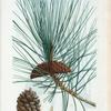 Pinus laricio = Pin laricio. [Black pine]