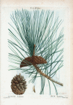 Pinus laricio = Pin laricio. [Black pine]