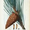 Pinus maritima = Pin maritime. [An enlarged picture of maritime pine]