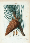 Pinus maritima = Pin maritime. [An enlarged picture of maritime pine]