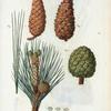 Fig. 1 Pinus maritima (Pin maritime). Fig. 2. Pinus occidentalis (Pin occidental). Fig. 3 Pinus pinea (Pin pinier). [Maritime pine - Italian stone pine (edible nut pine)]