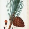 Pinus pinea = Pin pinier. [Italian stone pine (edible pine)]