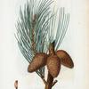 Pinus rigida = Pin herisse. [Pitch pine]