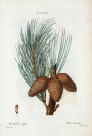 Pinus rigida = Pin herisse. [Pitch pine]