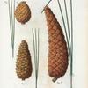 Fig. 1. Pinus serotina = Pin tardif. [Pond pine]. Fig. 2. Pinus tæda = Pin téda. [Loblolly pine]. Fig. 3. Pinus Australis = Pi Austral. [Longleaf pine]