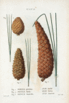 Fig. 1. Pinus serotina = Pin tardif. [Pond pine]. Fig. 2. Pinus tæda = Pin téda. [Loblolly pine]. Fig. 3. Pinus Australis = Pi Austral. [Longleaf pine]