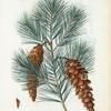 Pinus strobus = Pin de Weymouth. [Eastern White Pine, Northern White Pine, Northern Pine, Soft Pine, Weymouth Pine]