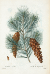 Pinus strobus = Pin de Weymouth. [Eastern White Pine, Northern White Pine, Northern Pine, Soft Pine, Weymouth Pine]