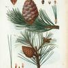 Fig. Pinus cembra = Pin cembro. Fig. 2. Pinus resinosa = Pin résineux. [Swiss Stone Pine, Arolla Pine - Red Pine]