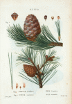 Fig. Pinus cembra = Pin cembro. Fig. 2. Pinus resinosa = Pin résineux. [Swiss Stone Pine, Arolla Pine - Red Pine]