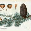Abies cedrus = Sapin cédre. [Pine family]