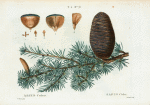 Abies cedrus = Sapin cédre. [Pine family]