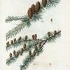 Fig. 1. Abies larix = Sapin Méléze. Fig. 2. Abies microcarpa = Sapin à petits fruits. [European larch-bark - Fir]