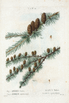 Fig. 1. Abies larix = Sapin Méléze. Fig. 2. Abies microcarpa = Sapin à petits fruits. [European larch-bark - Fir]