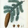 Abies vulgaris = Sapin commun. [Norway spruce]