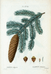 Abies vulgaris = Sapin commun. [Norway spruce]
