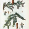 Fig. 1. Abies nigra = Sapin noir. Fig. 2. Abies alba = Sapin blanc.[Black spruce - European silver fir].