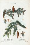 Fig. 1. Abies nigra = Sapin noir. Fig. 2. Abies alba = Sapin blanc.[Black spruce - European silver fir].