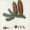 Abies pectinata = Sapin en peigne. [Noble fir]
