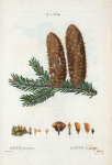 Abies pectinata = Sapin en peigne. [Noble fir]