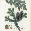 Fig. 1. Abies Canadensis = Sapin du Canada. Fig. 2. Abies balsamea = Sapin Baumier. [Hemlock spruce - Balsam fir or Slver fir]